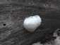 Hamis pöfeteg (Reticularia lycoperdon), Budai-hegység